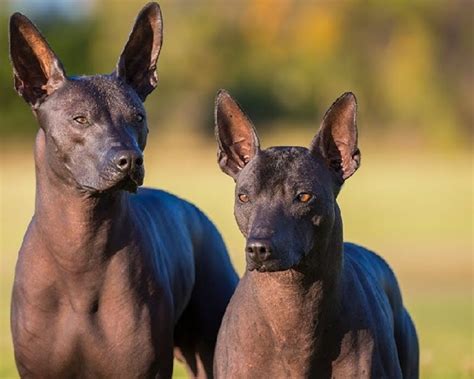  Xoloitzcuintli:  The Mysterious Tale of a Hairless Dog and its Connection to the Underworld